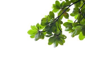  عکس برگ طبیعی