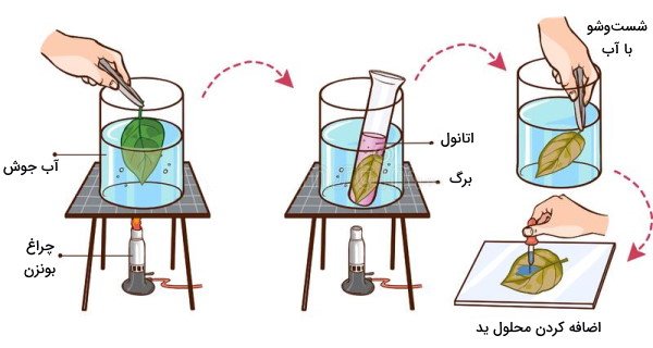  عکس انواع برگ ها با اسم