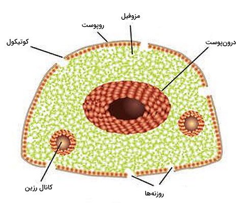  عکس انواع برگ ها با اسم