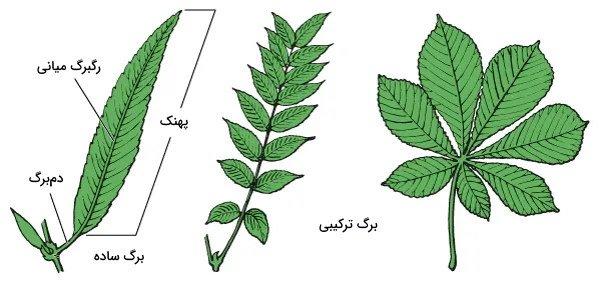  عکس انواع برگ ها با اسم