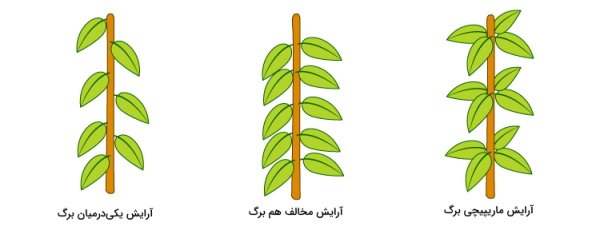  عکس انواع برگ ها با اسم