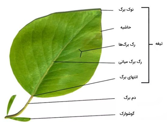  عکس انواع برگ ها با اسم