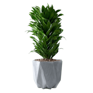  عکس برگ دراز و باریک