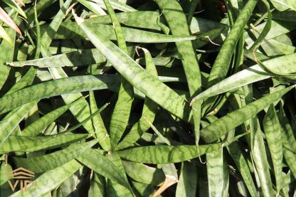  عکس برگ دراز و باریک