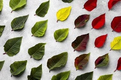 عکس انواع برگ ها برای کودکان