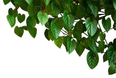 عکس انواع برگ ها برای کودکان