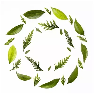عکس انواع برگ ها برای کودکان