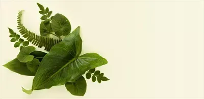 عکس انواع برگ ها برای کودکان