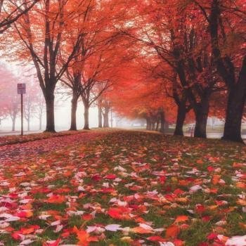 عکس پروفایل جدید امسال پاییز