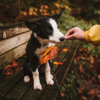 عکس پروفایل جدید امسال پاییز