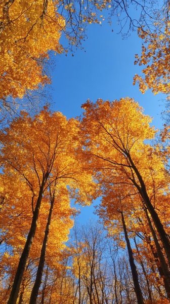 عکس پاییز خفن