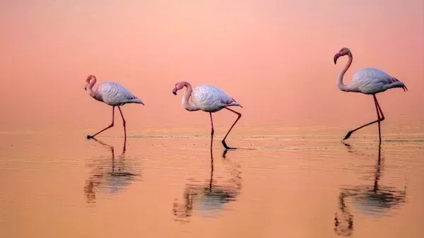  عکس لاکچری از طبیعت