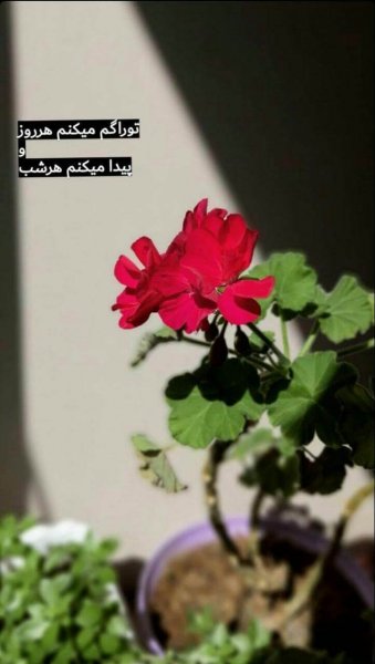 دانلود عکس های لاکچری برای استوری