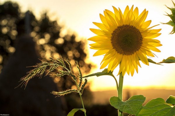 عکس دختر در طبیعت برای پروفایل