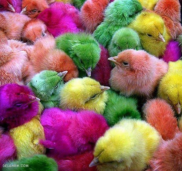 عکس فانتزی جوجه رنگی