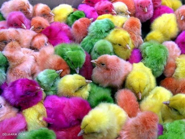 عکس فانتزی جوجه رنگی