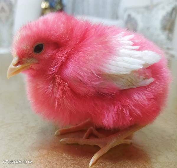 عکس فانتزی جوجه رنگی