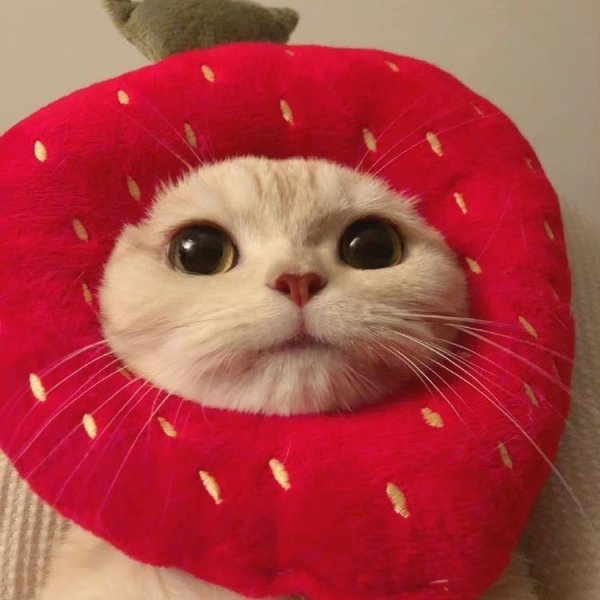 عکس گربه برای پروفایل خفن