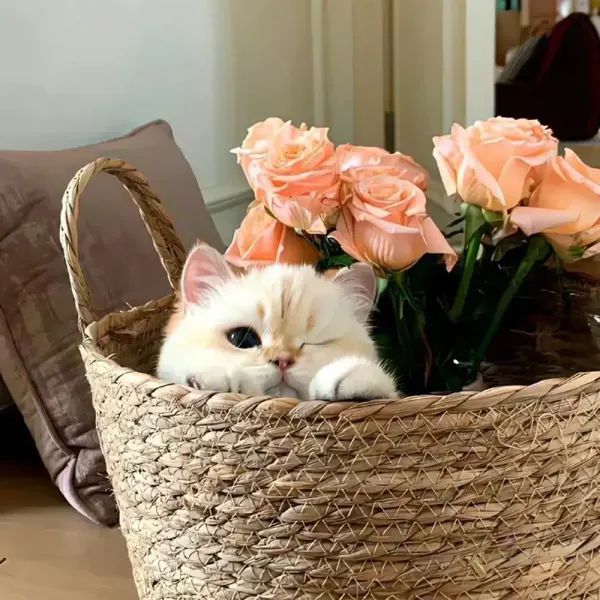 عکس گربه برای پروفایل خفن