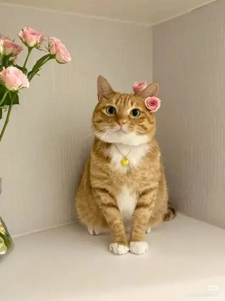 عکس گربه برای پروفایل خفن