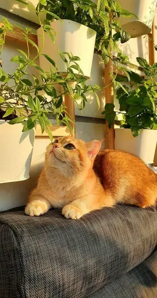 عکس گربه برای پروفایل خفن