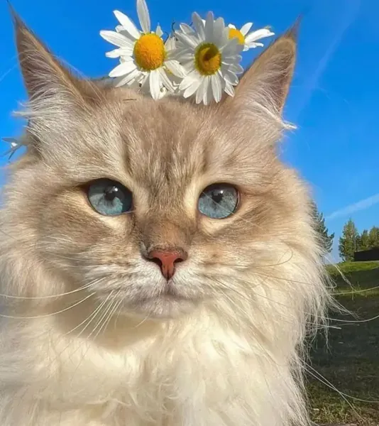 عکس گربه برای پروفایل خفن