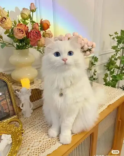 عکس گربه برای پروفایل خفن