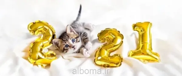 عکس گربه گوگولی برای پروفایل