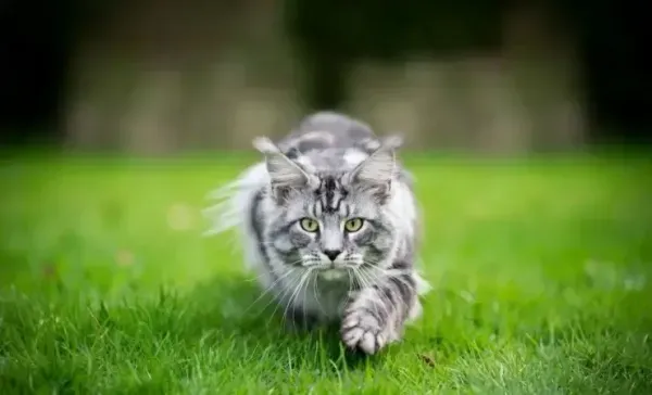 عکس گربه گوگولی برای پروفایل