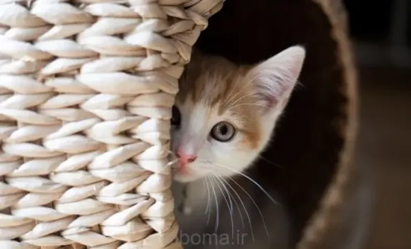 عکس گربه گوگولی برای پروفایل