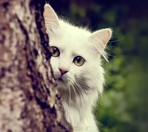 عکس گربه گوگولی برای پروفایل