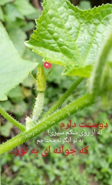 عکس برای استوری واتساپ