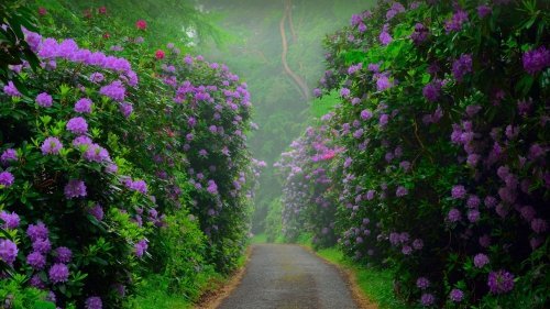 والپیپر فول HD