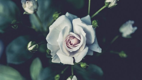 والپیپر سفید فانتزی