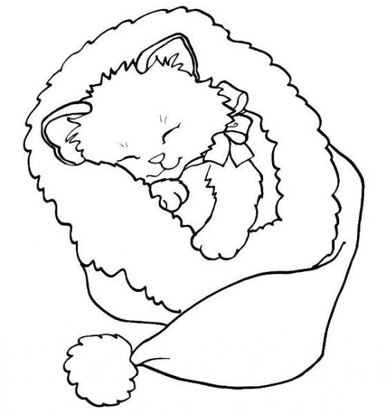  نقاشی گربه