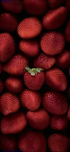  عکس توت فرنگی