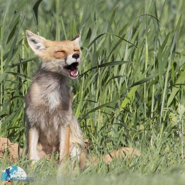  عکس روباه واقعی در ایران