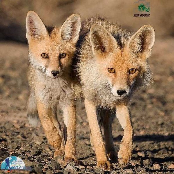  عکس روباه واقعی در ایران