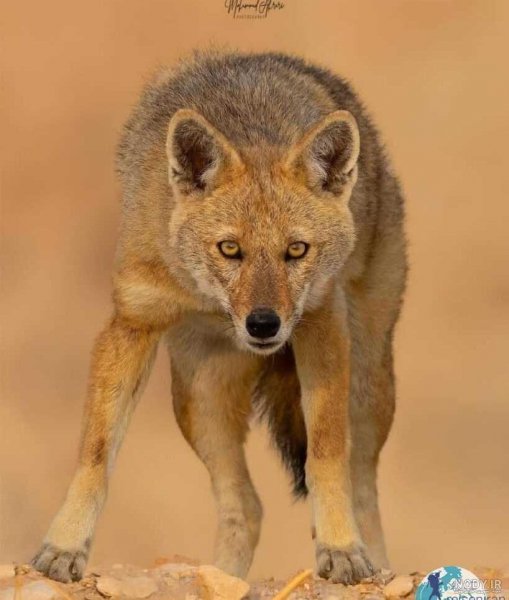  عکس شغال واقعی