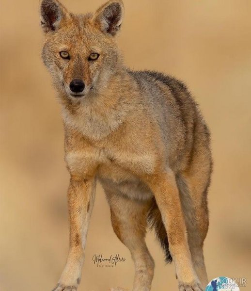  عکس شغال واقعی