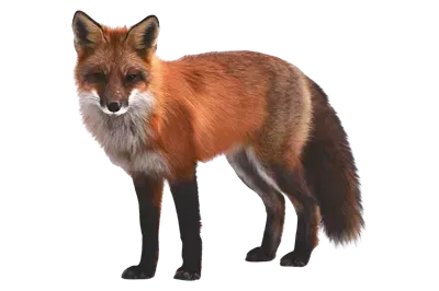  عکس بچه روباه واقعی