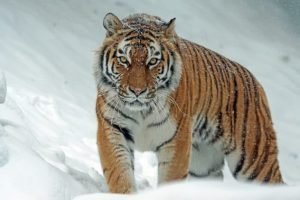 عکس خرس قطبی سیاه