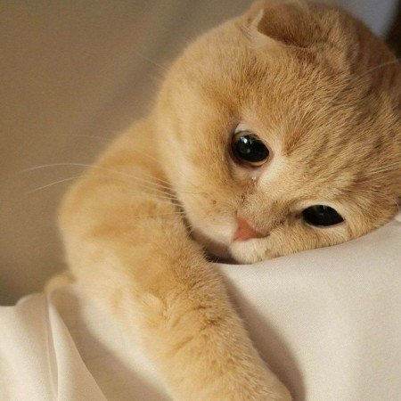  عکس خرس فانتزی بامزه قهوه ای