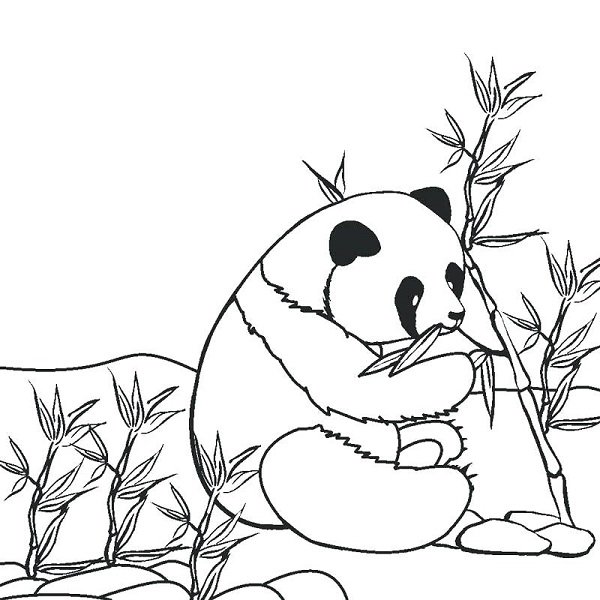  عکس پاندا برای نقاشی