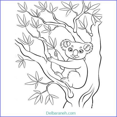 عکس کوالا برای نقاشی