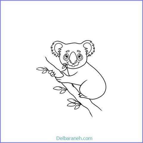  عکس کوالا برای نقاشی
