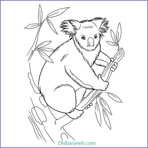  عکس کوالا برای نقاشی