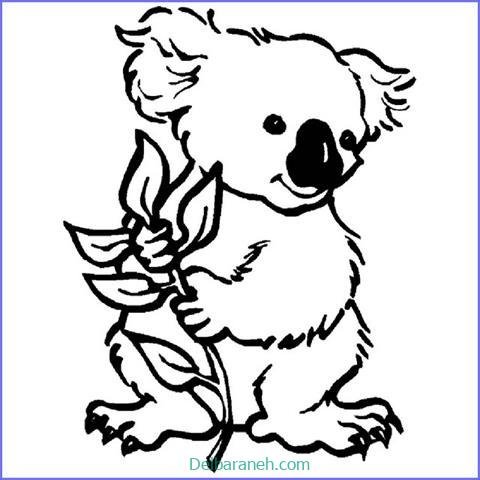  عکس کوالا برای نقاشی