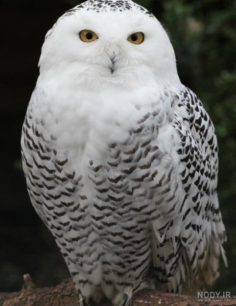  عکس جغد سفید