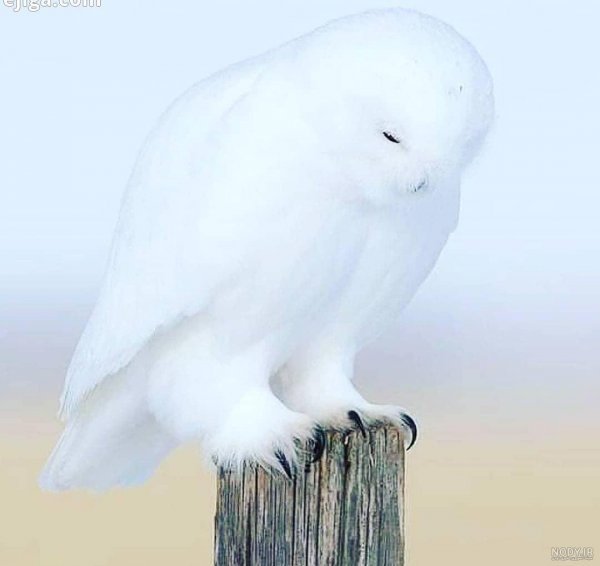  عکس جغد سفید